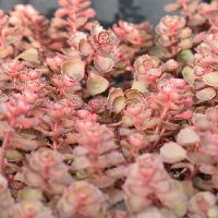 Sedum s. 'Dragon's Blood' -Ship Only