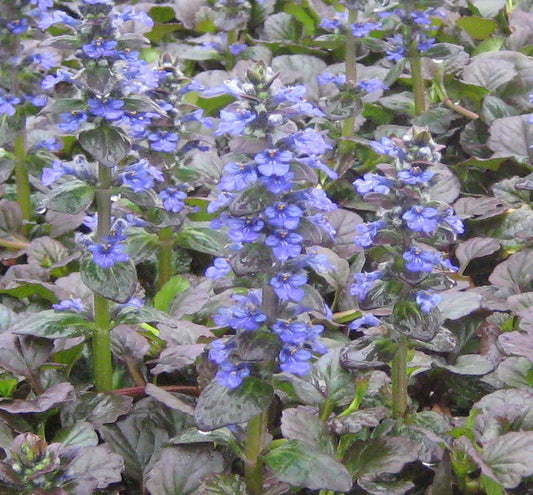 Ajuga r. 'Catlin's Giant' -Ship Only