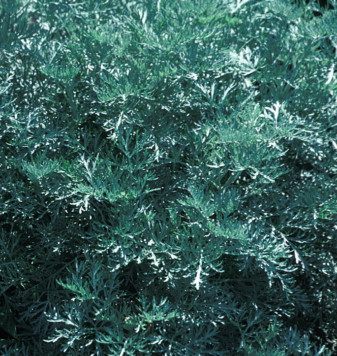 Artemisia x 'Powis Castle' -Ship Only