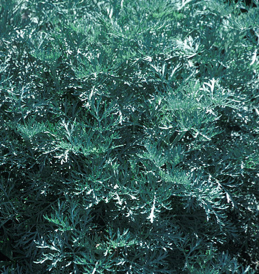 Artemisia x 'Powis Castle' -Ship Only