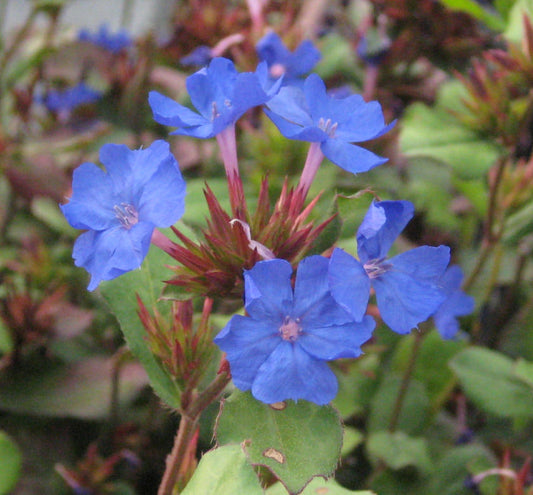 Ceratostigma plumbaginoides -Ship Only