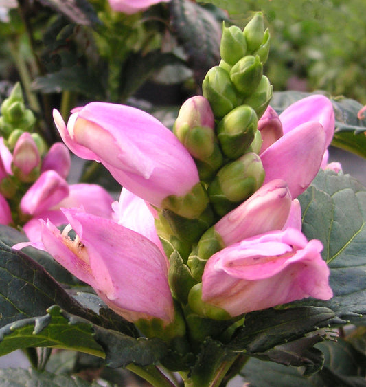 Chelone l. 'Hot Lips' -Ship Only