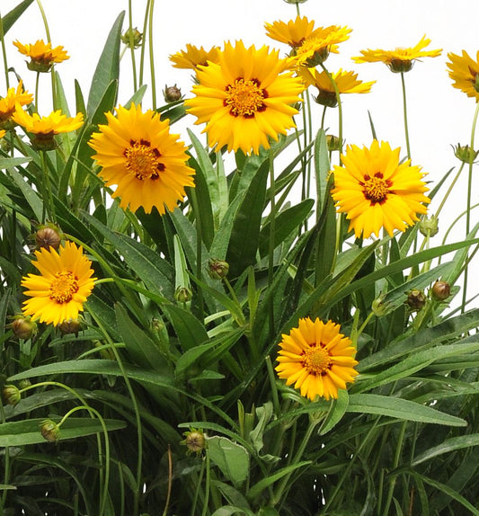 Coreopsis g. 'Sunfire' -Ship Only