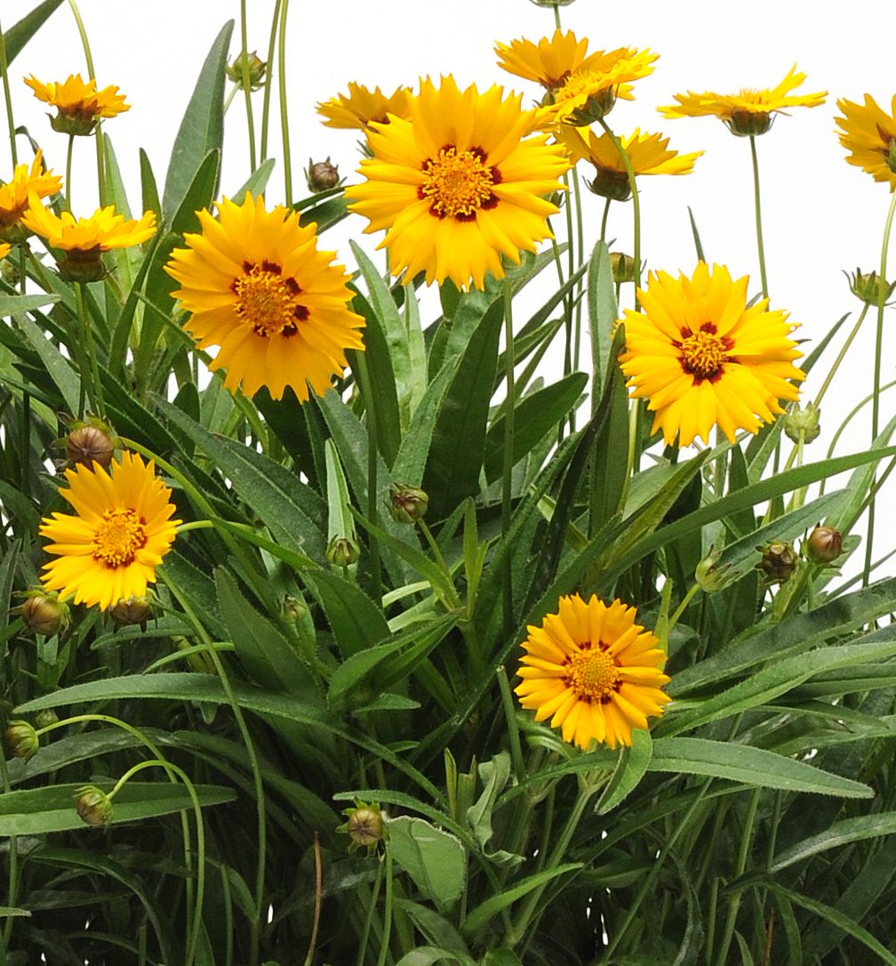 Coreopsis g. 'Sunfire' -Ship Only