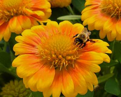 Gaillardia 'Arizona Apricot' -Ship Only