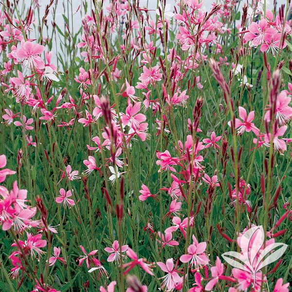 Gaura l. 'Siskiyou Pink' -Ship Only