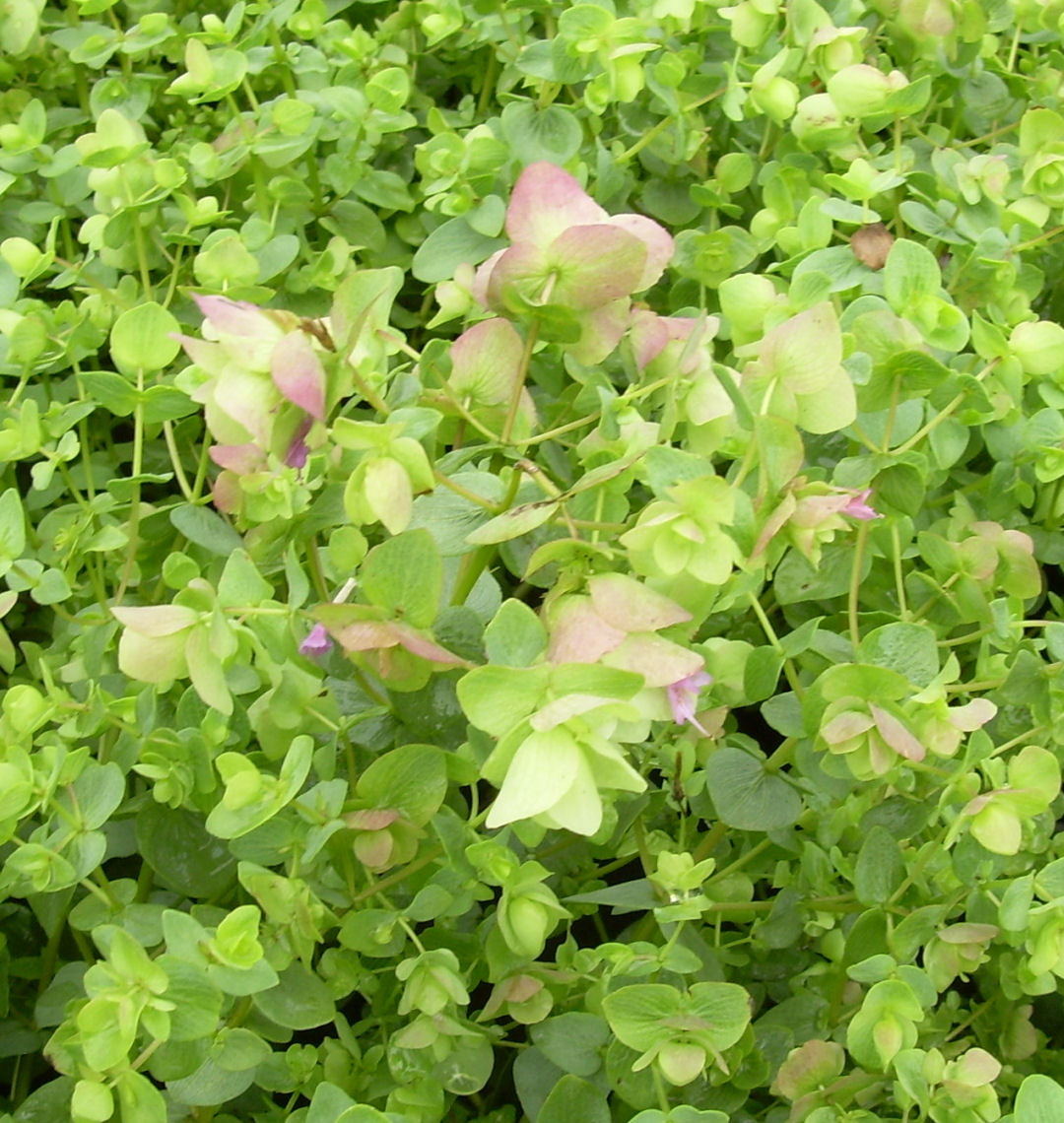 Origanum 'Kent Beauty' -Ship Only