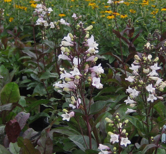 Penstemon d. 'Husker Red' -Ship Only