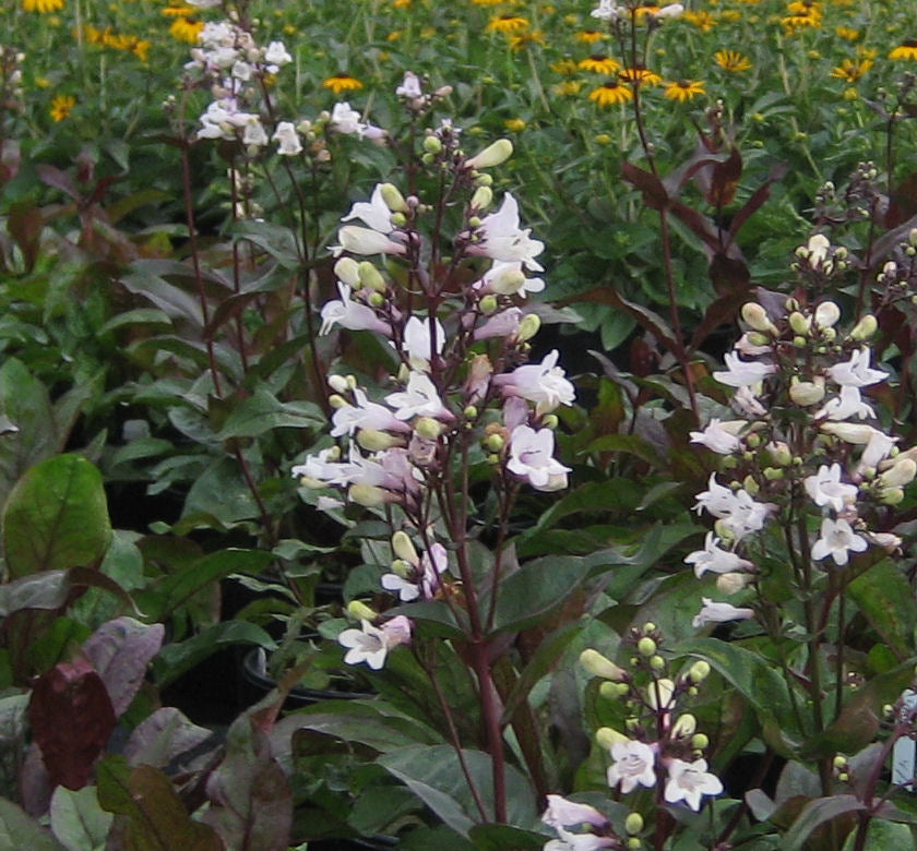Penstemon d. 'Husker Red' -Ship Only