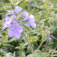 Phlox d. 'Blue Moon' -Ship Only