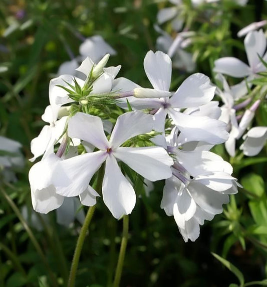 Phlox d. 'May Breeze' -Ship Only