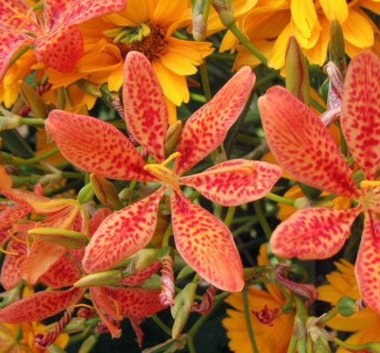 Belamcanda chinensis -Ship Only
