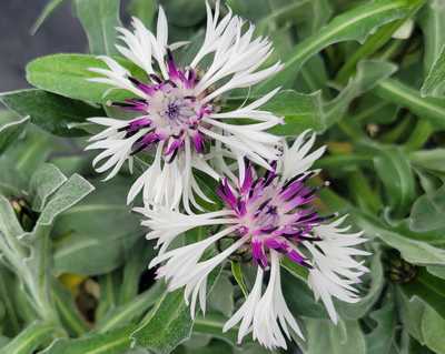 Centaurea m. 'Amethyst in Snow' -Ship Only