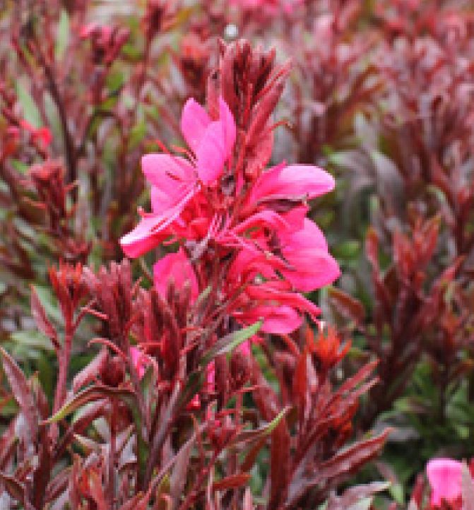 Gaura 'Gaudi Red' -Ship Only