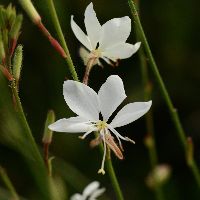 Gaura l. Belleza® White -Ship Only