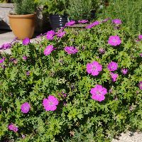 Geranium s. 'New Hampshire Purple' -Ship Only