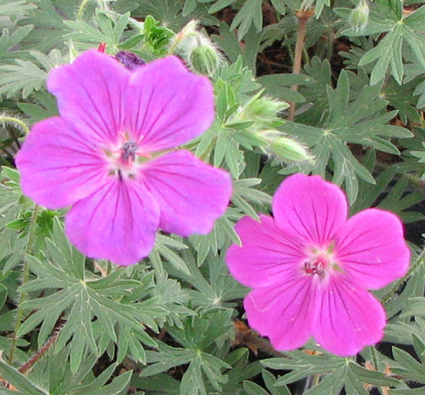 Geranium 'Tiny Monster' -Ship Only