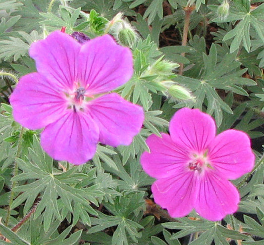 Geranium 'Tiny Monster' -Ship Only