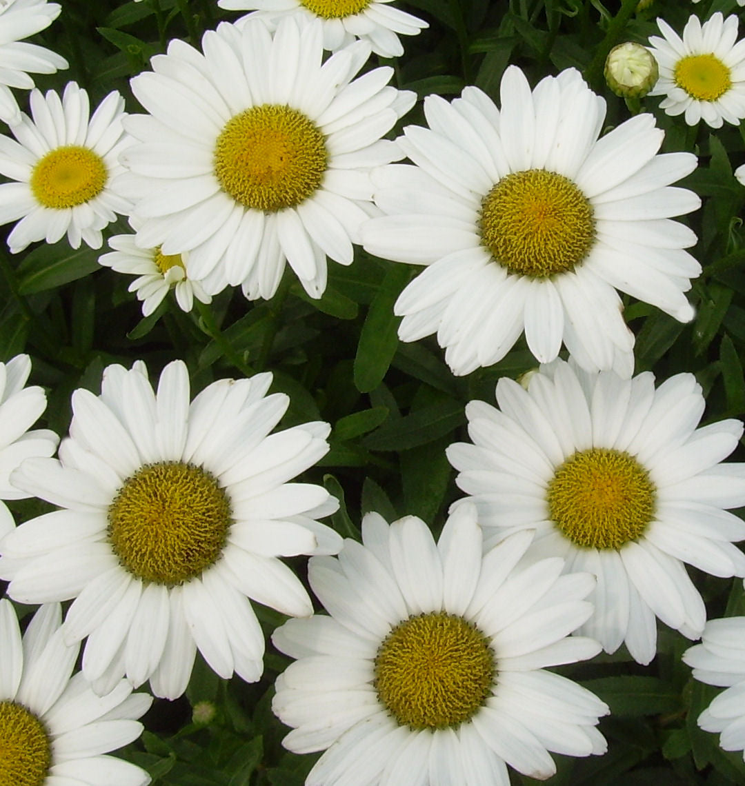 Leucanthemum x s. 'Becky' -Ship Only