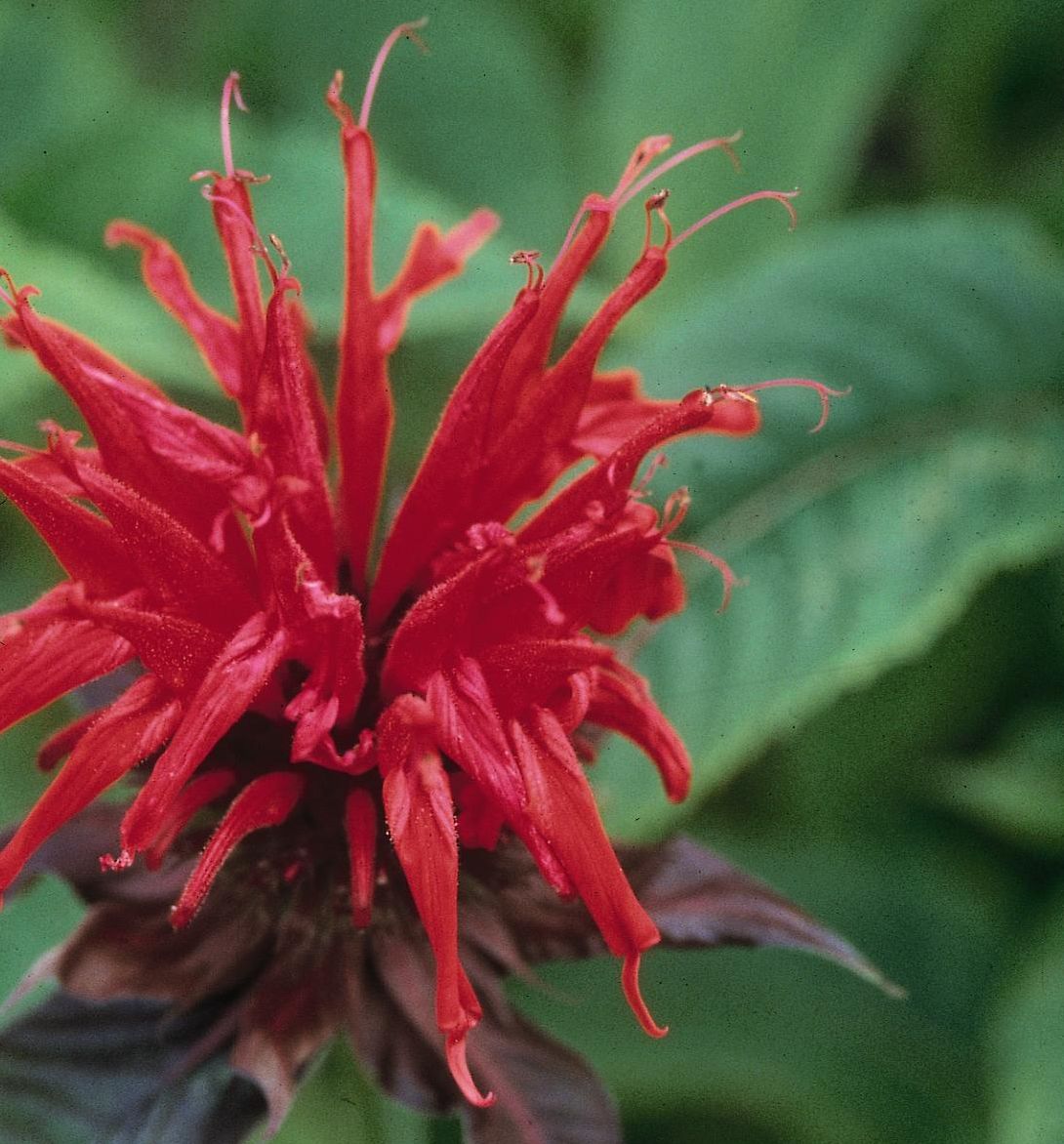 Monarda d. 'Jacob Cline' -Ship Only
