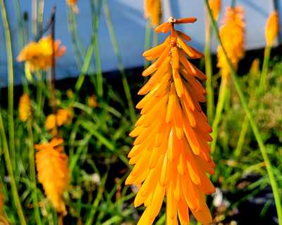 Kniphofia 'Mango Popsicle' -Ship Only