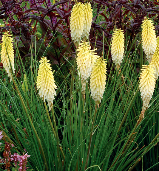 Kniphofia 'Pineapple Popsicle' -Ship Only