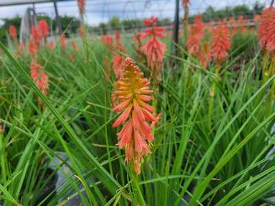 Kniphofia 'Redhot Popsicle' -Ship Only