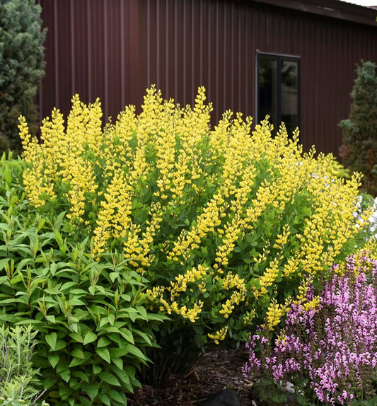 Baptisia 'American Goldfinch' -Ship Only
