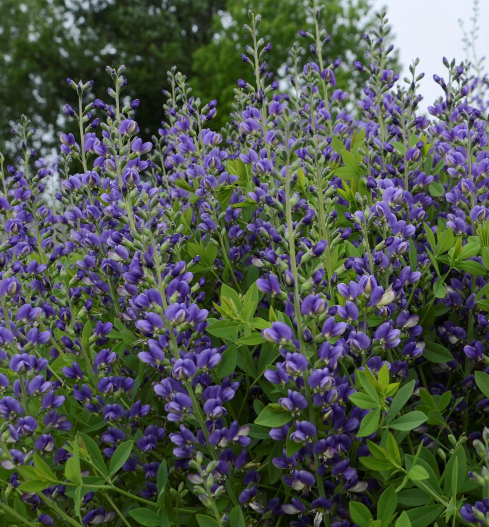 Baptisia Decadence® 'Blueberry Sundae' -Ship Only