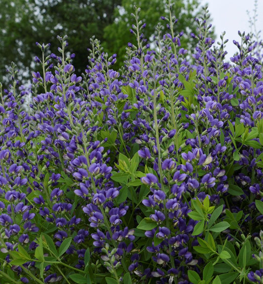 Baptisia Decadence® 'Blueberry Sundae' -Ship Only