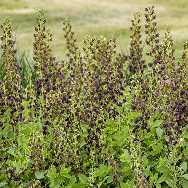 Baptisia Decadence® 'Dark Chocolate' -Ship Only