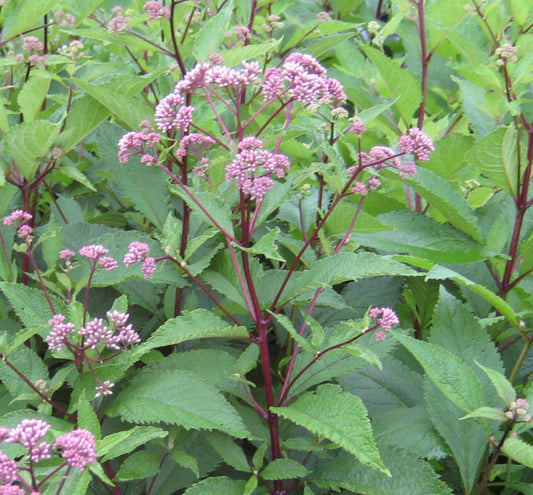 Eupatorium m. 'Gateway' -Ship Only