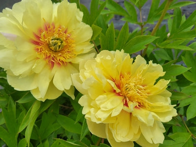 Paeonia (ITOH) 'Bartzella' -Ship Only
