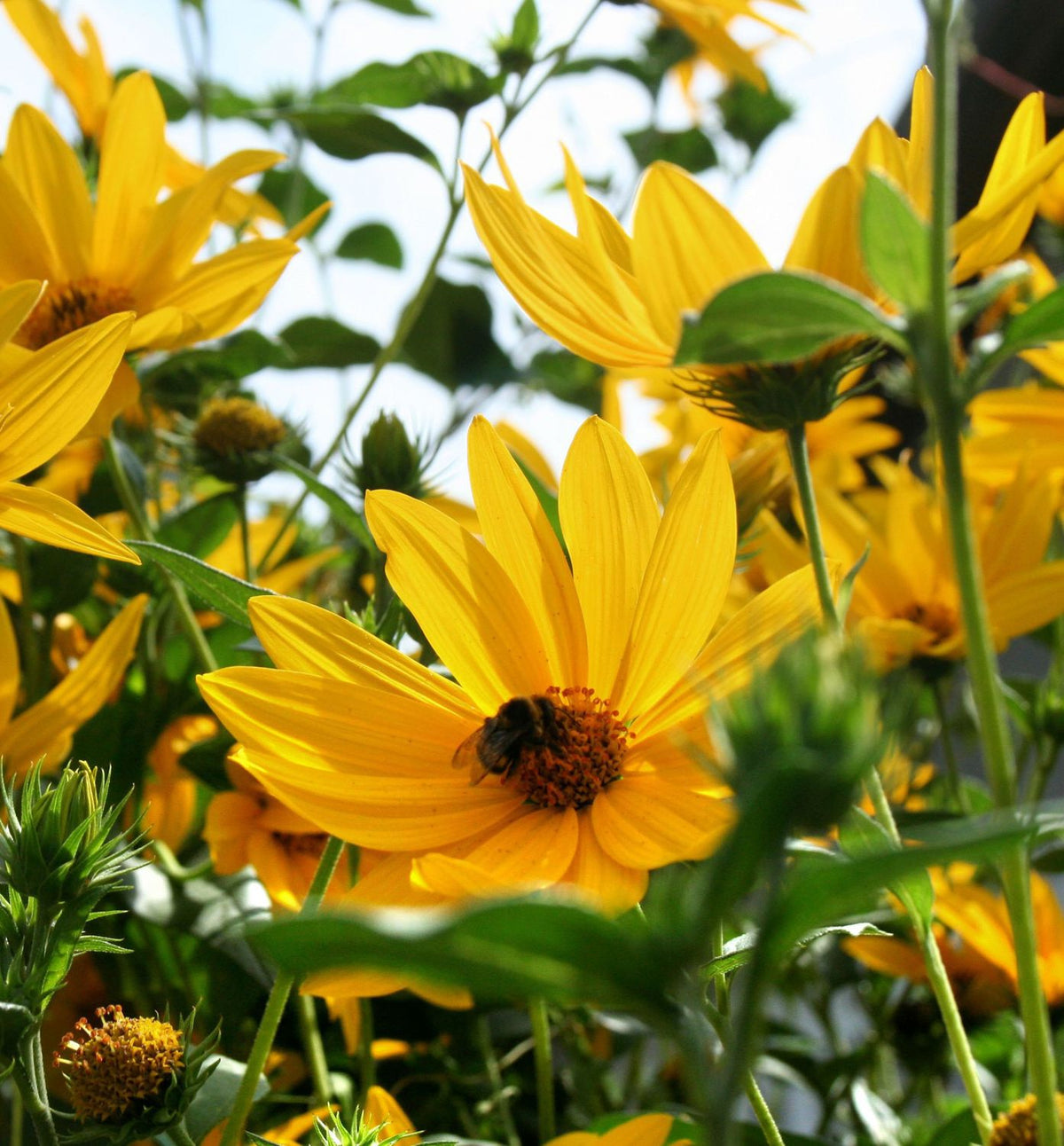 Heliopsis 'Summer Nights' -Ship Only