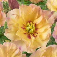 Paeonia (ITOH) 'Canary Brilliants' -Ship Only