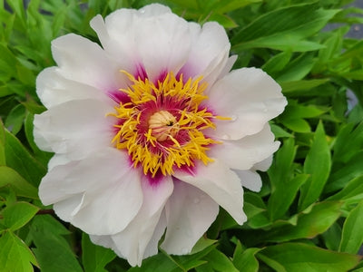 Paeonia (ITOH) Cora Louise -Ship Only