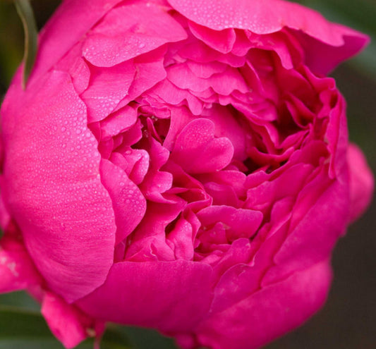 Paeonia 'Kansas' -Ship Only