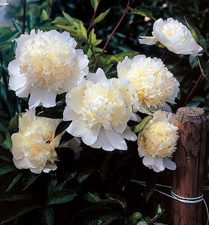 Paeonia 'Laura Dessert' -Ship Only