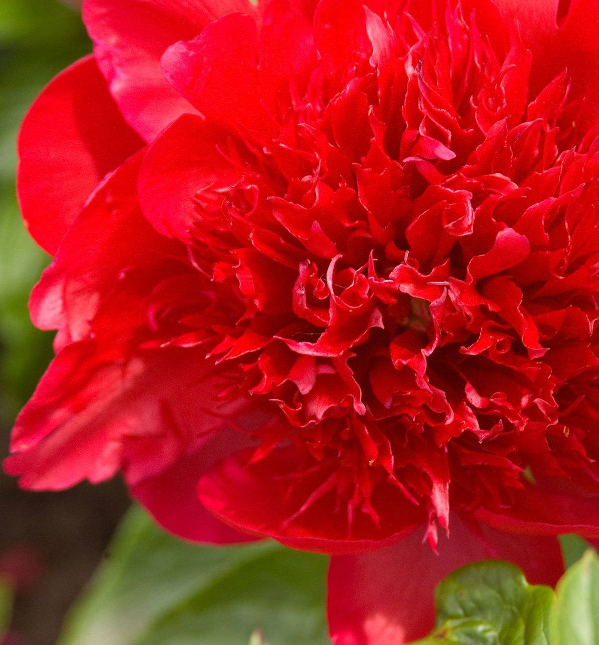 Paeonia 'Red Charm' -Ship Only