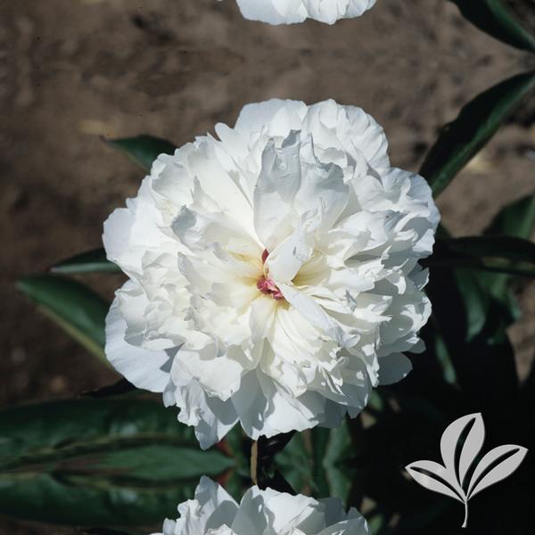 Paeonia 'Shirley Temple' -Ship Only