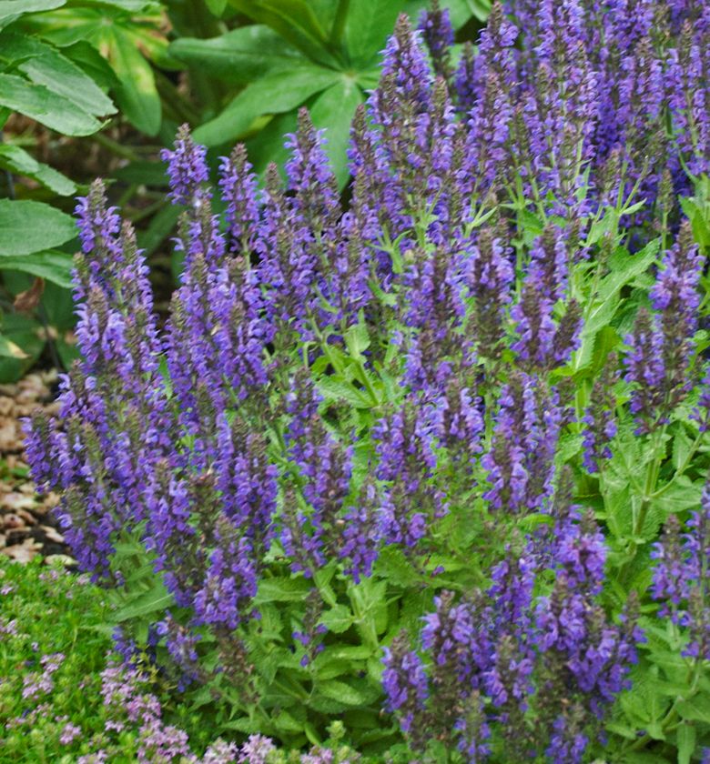 Salvia n. 'Marcus' -Ship Only