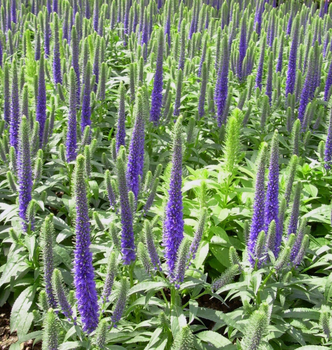 Veronica 'Royal Candles' -Ship Only