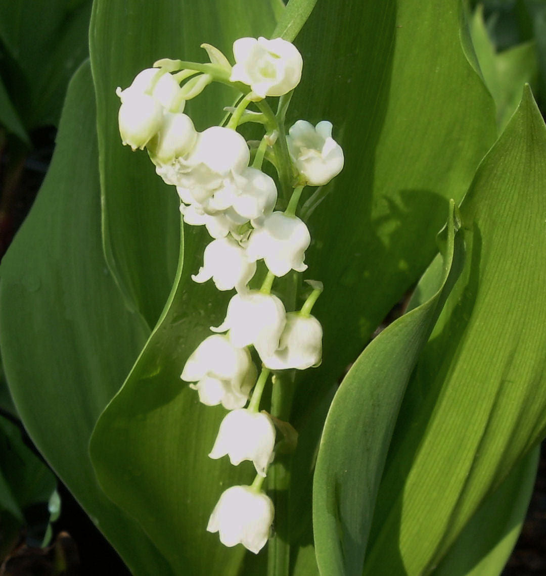 Convallaria majalis -Ship Only