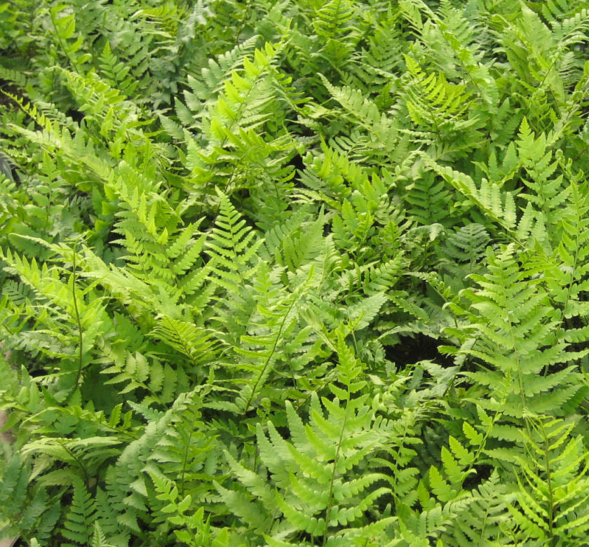 Fern [Dixie Wood] Dryopteris x australis -Ship Only