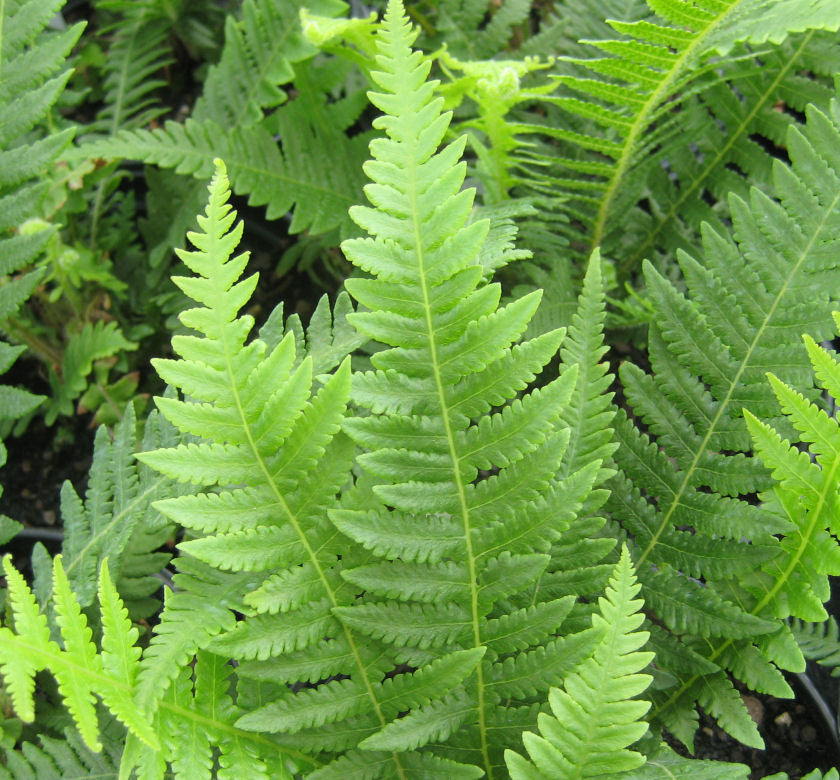 Fern [Japanese Beech]Thelypteris decursi -Ship Only