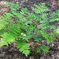 Fern [Royal] Osmunda regalis -Ship Only
