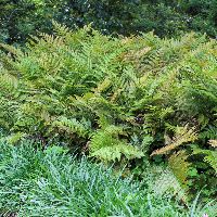Fern [Brilliance Autumn] Dryopteris e. ' -Ship Only