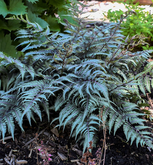Fern [Godzilla] Athyrium 'Godzilla' -Ship Only