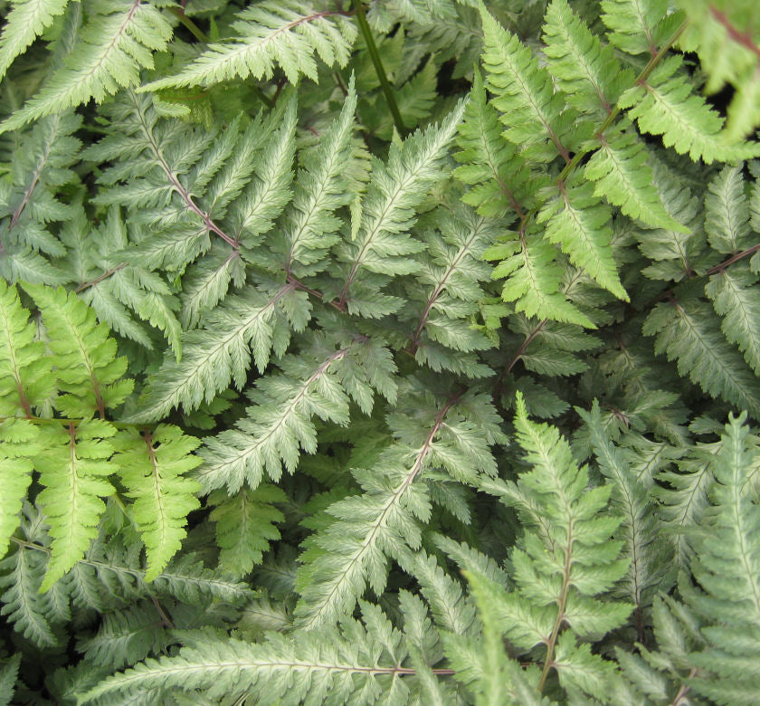 Fern [Japanese Painted] Athyrium n. 'Pic -Ship Only