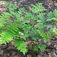 Fern [Regal Red Paint] Athyrium'RegalRed -Ship Only